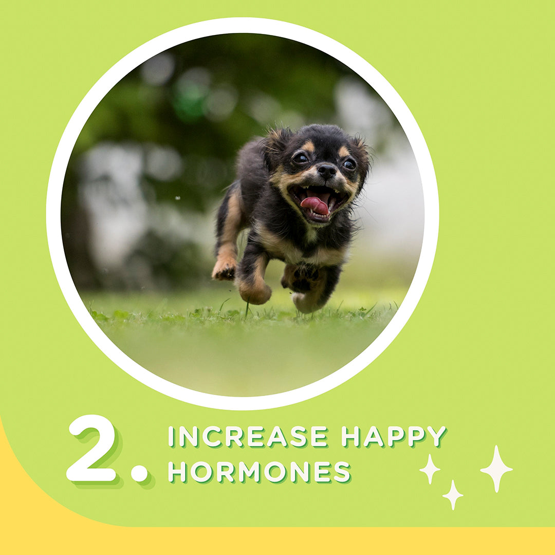 Happi Doggy Vegetarian Dental Chew - Zest - Mint (Singles) - 25 g-11