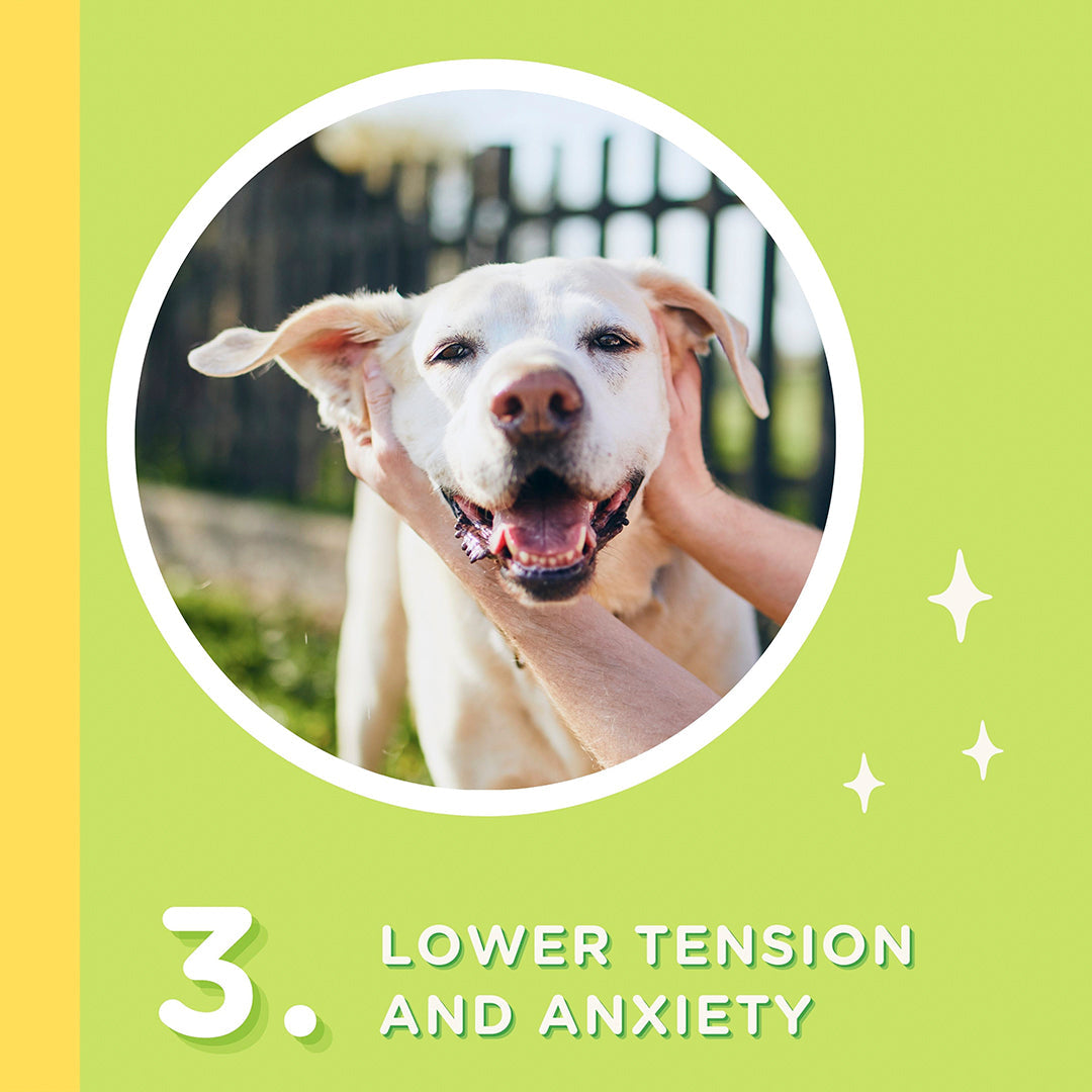 Happi Doggy Vegetarian Dental Chew - Zest - Mint (Singles) - 25 g-12