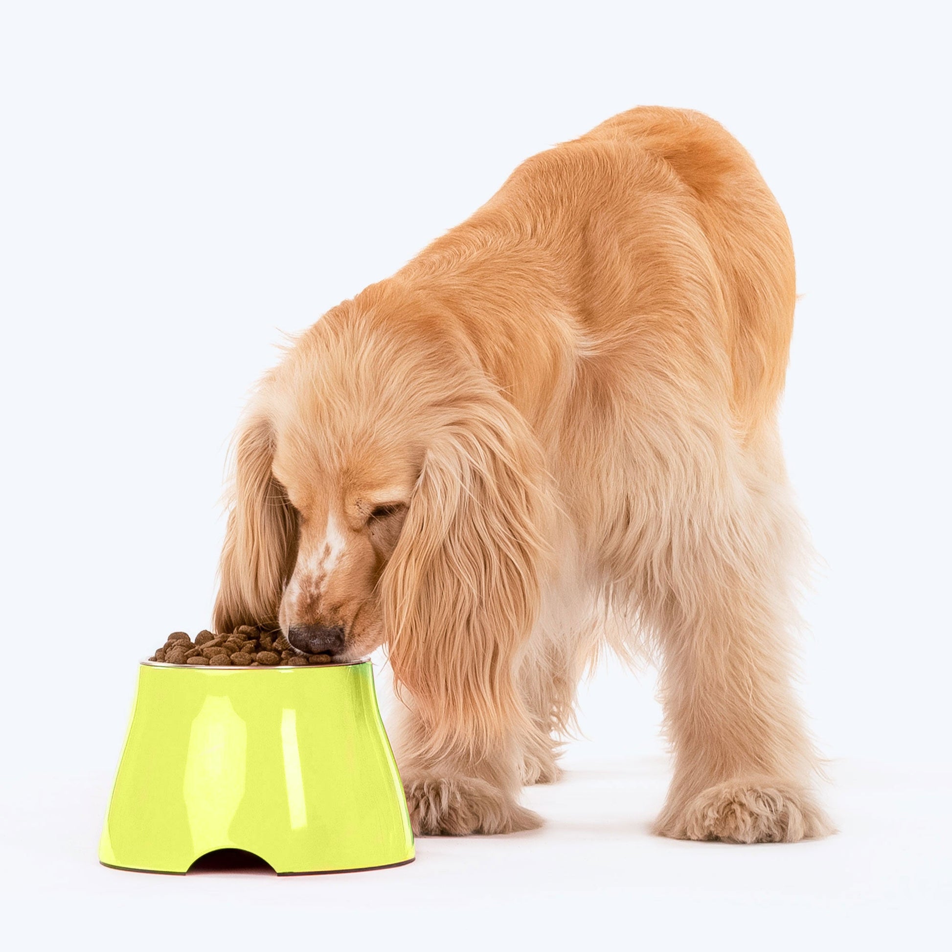 HUFT Elevated Cocker Bowl For Pets (Neon Green) - Heads Up For Tails
